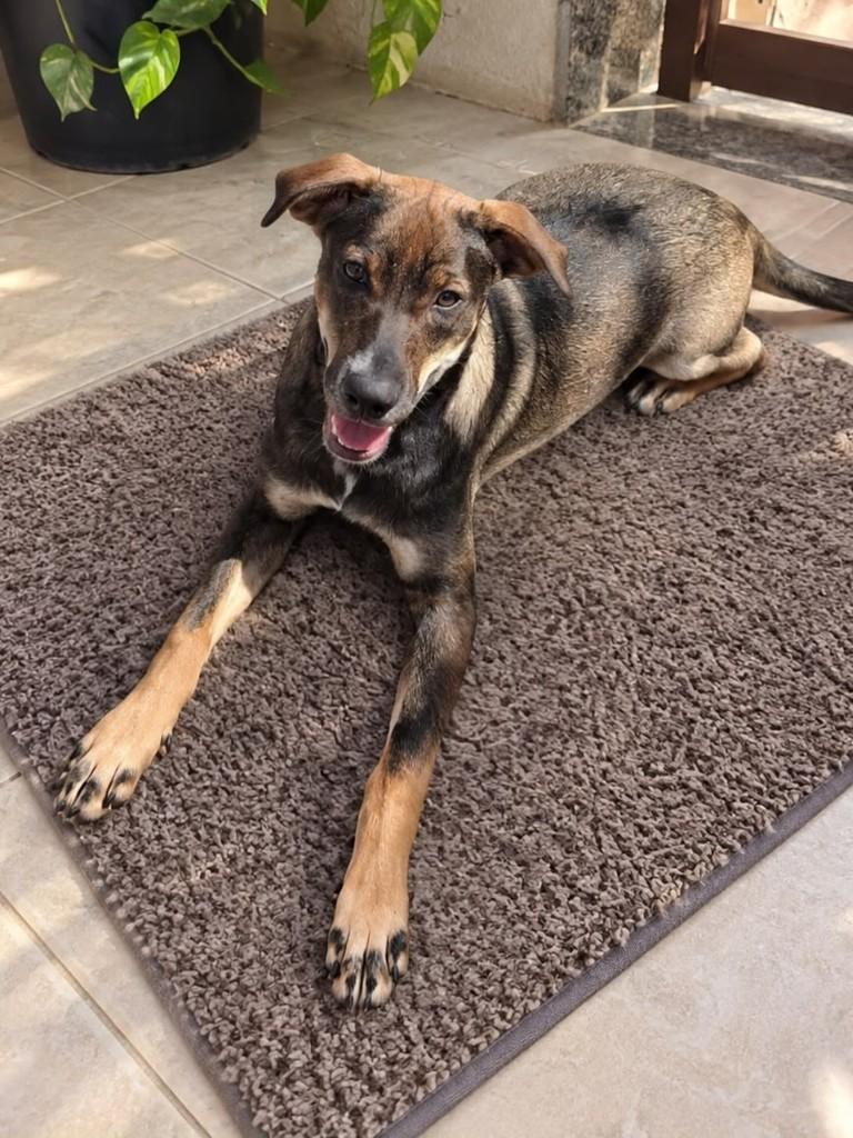 Luli, cadela de porte médio para adoção em Vitória - ES — foto 2 de 2