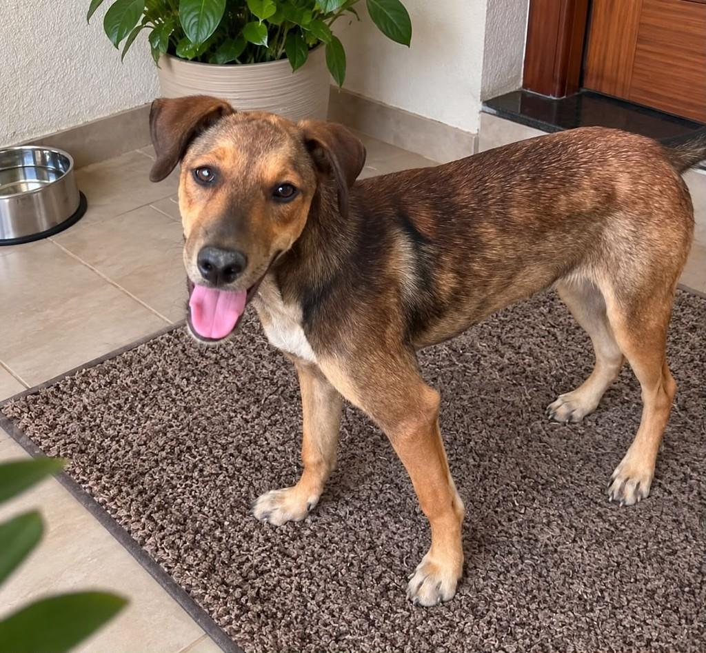 Pipoca, cachorro de porte médio para adoção em Vitória - ES