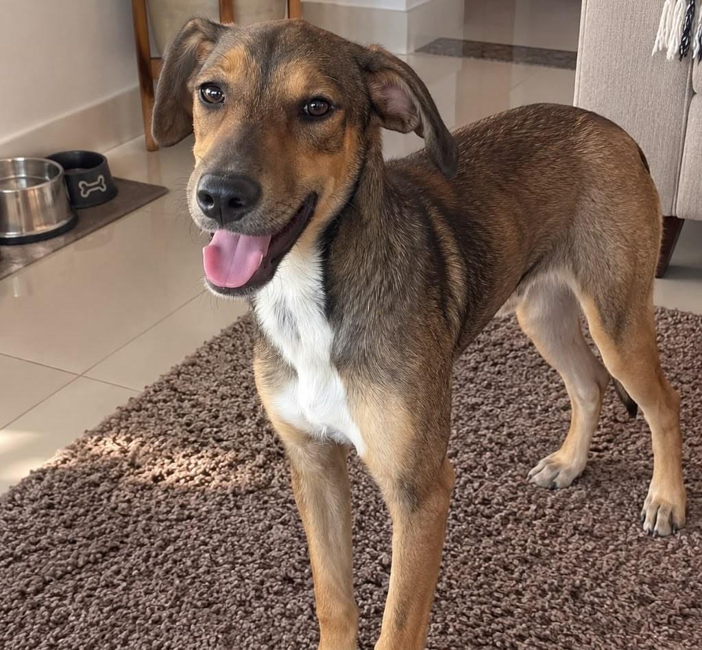 Pipoca, cachorro de porte médio para adoção em Vitória - ES — foto 2 de 3