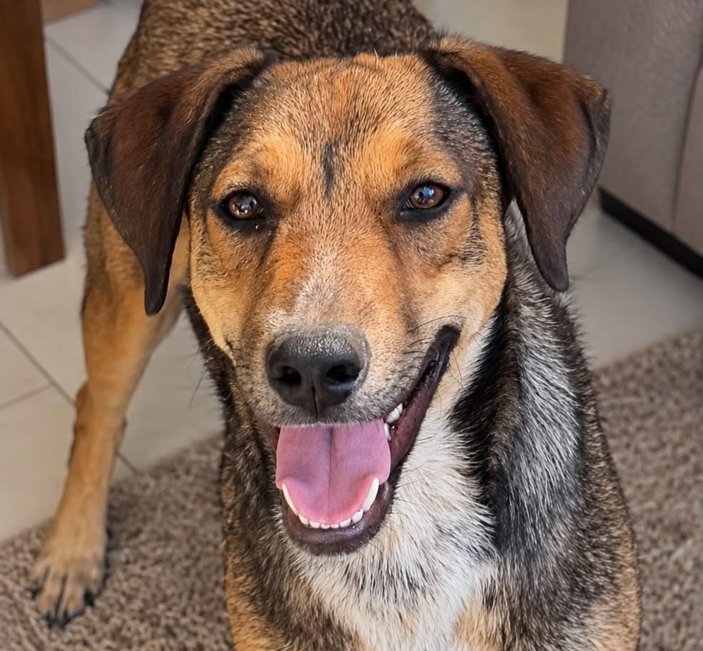 Pipoca, cachorro de porte médio para adoção em Vitória - ES — foto 3 de 3