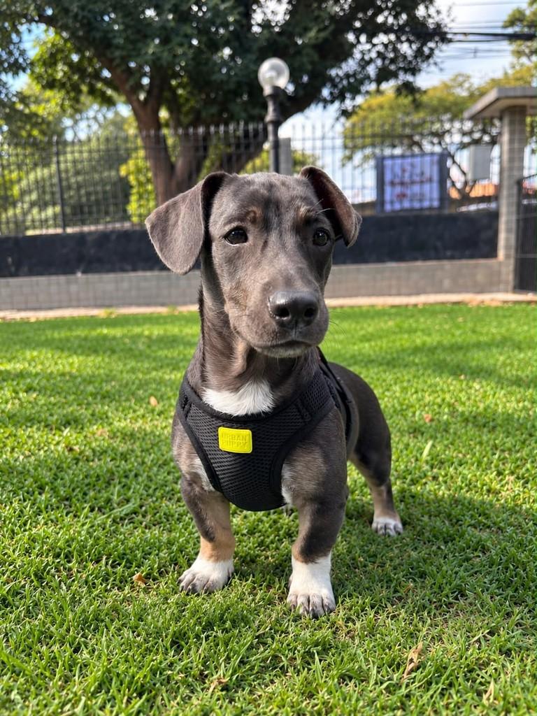 Brutus, cachorro de porte pequeno para adoção em Vitória - ES