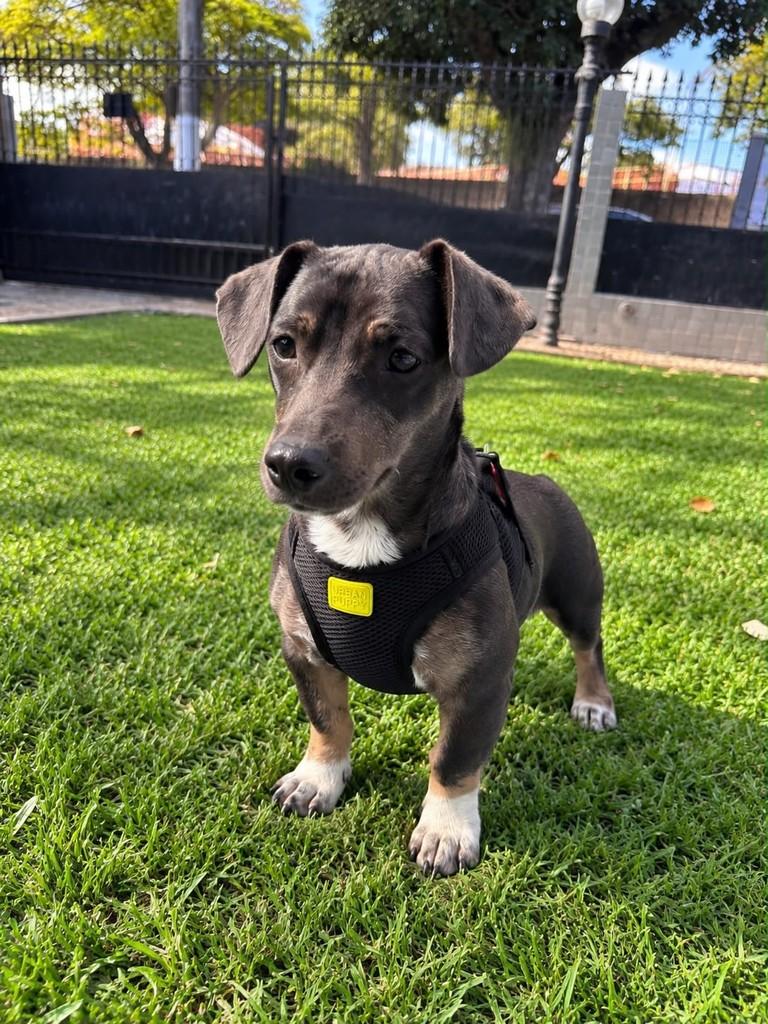 Brutus, cachorro de porte pequeno para adoção em Vitória - ES — foto 2 de 4