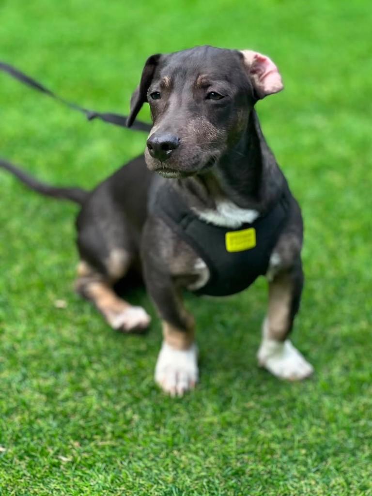 Brutus, cachorro de porte pequeno para adoção em Vitória - ES — foto 3 de 4
