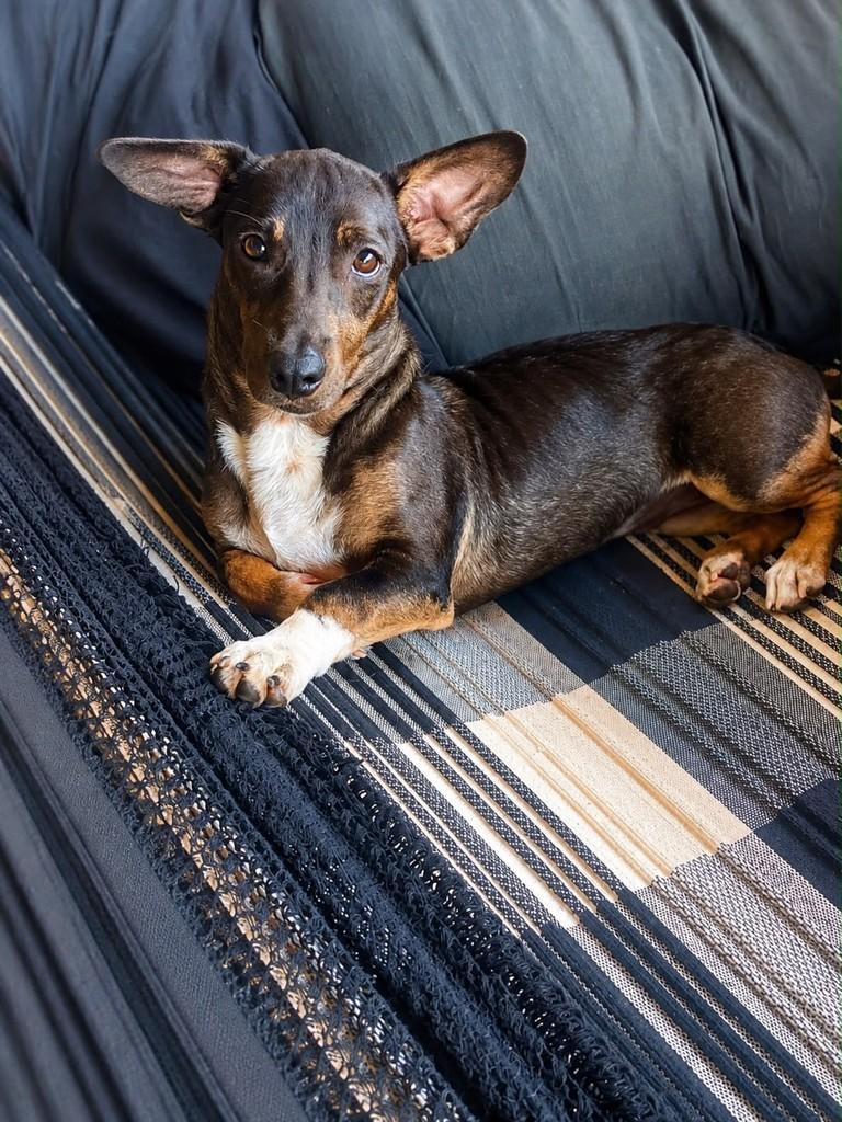 Brutus, cachorro de porte pequeno para adoção em Vitória - ES — foto 4 de 4