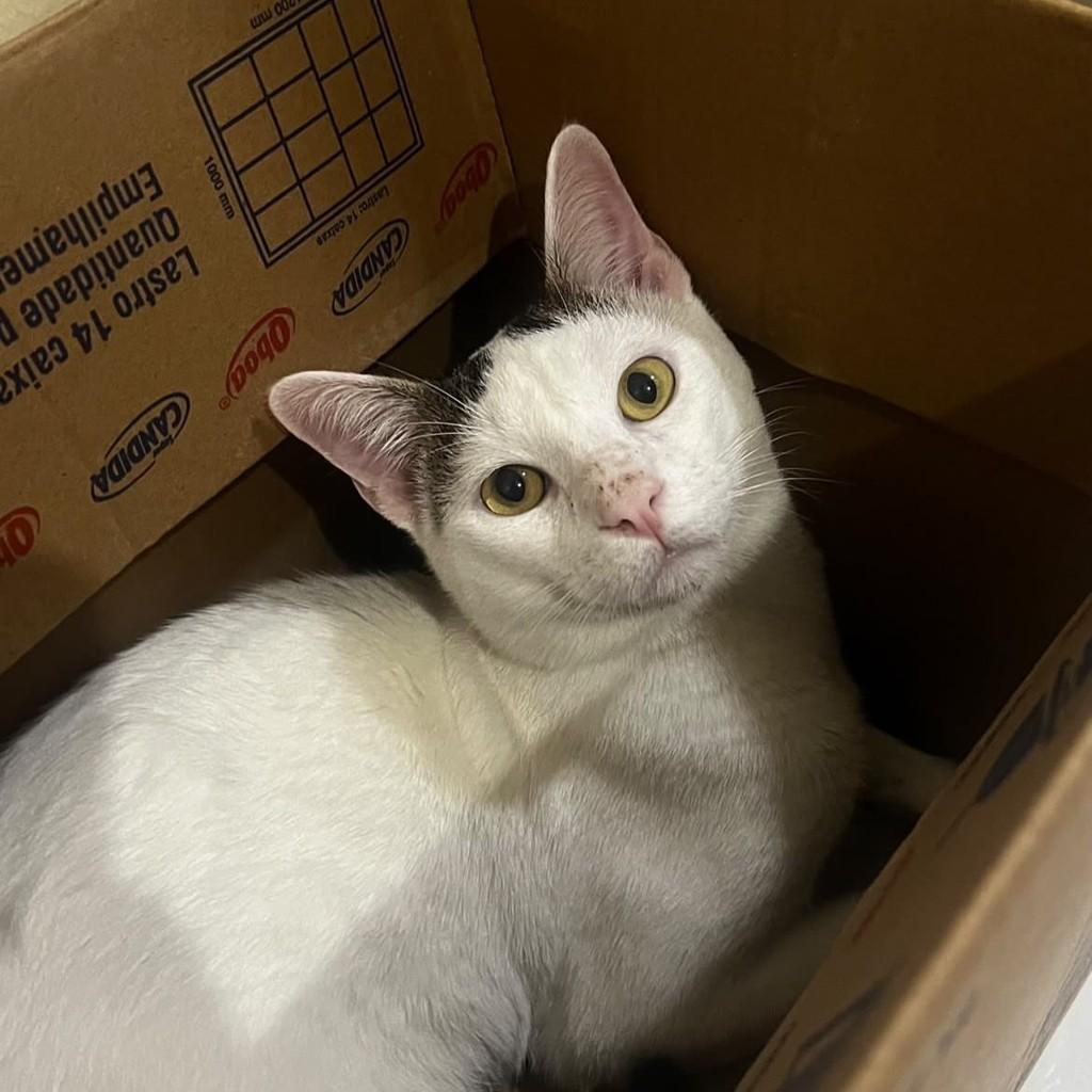 Sushi, gata de porte pequeno para adoção em Vitória - ES