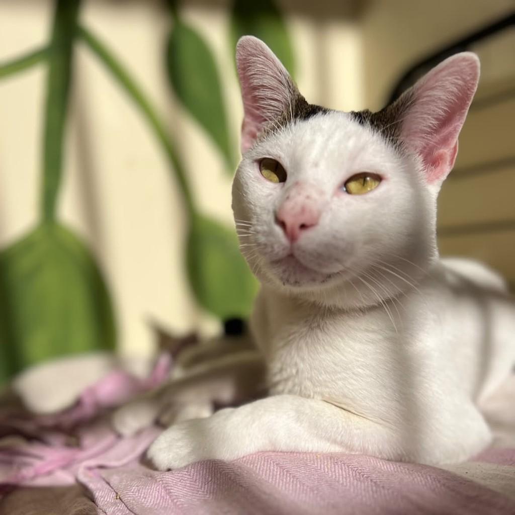 Sushi, gata de porte pequeno para adoção em Vitória - ES — foto 2 de 2