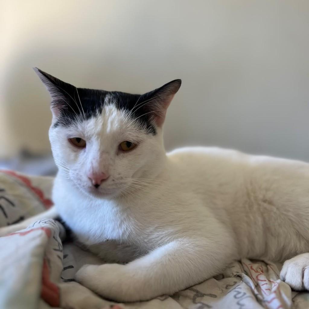 Gleen, gato de porte pequeno para adoção em Vitória - ES