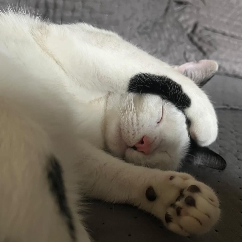 Gleen, gato de porte pequeno para adoção em Vitória - ES — foto 2 de 2
