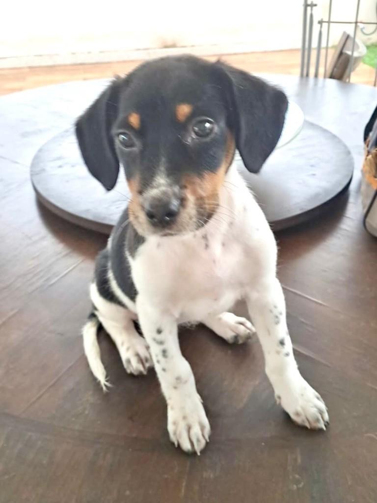 Bela, cadela de porte pequeno para adoção em Vitória - ES