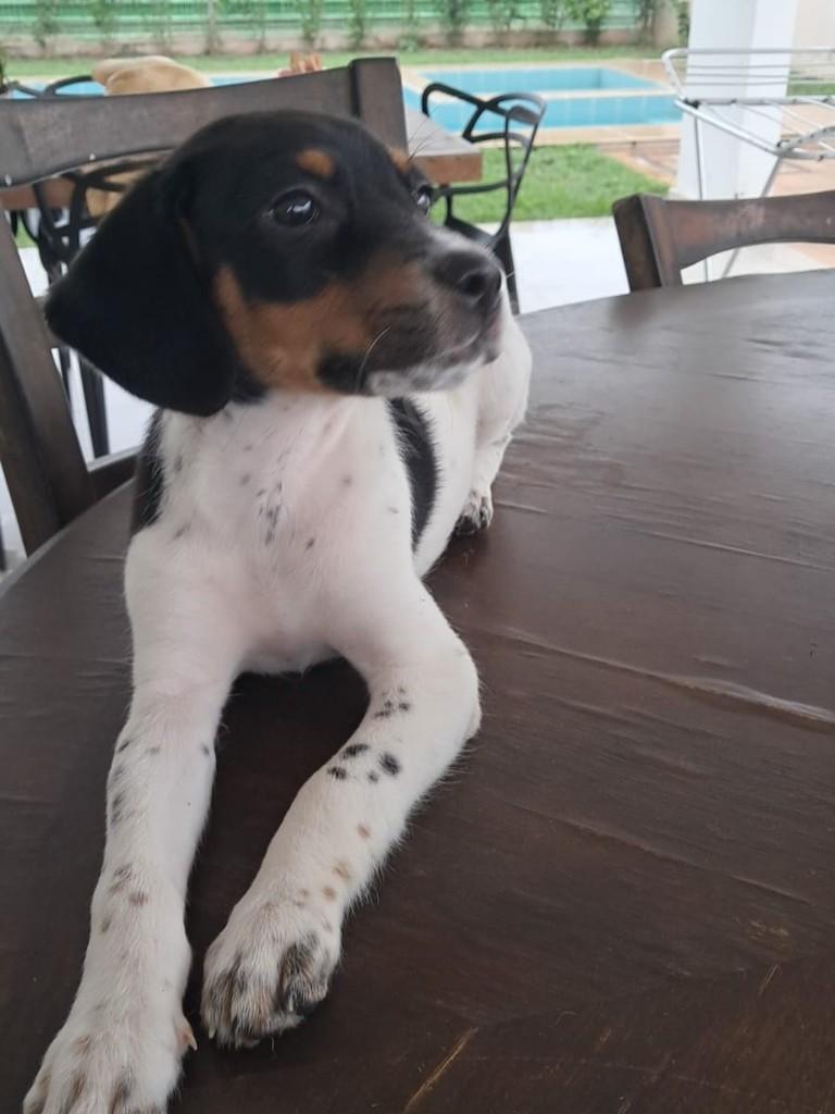 Bela, cadela de porte pequeno para adoção em Vitória - ES — foto 2 de 5