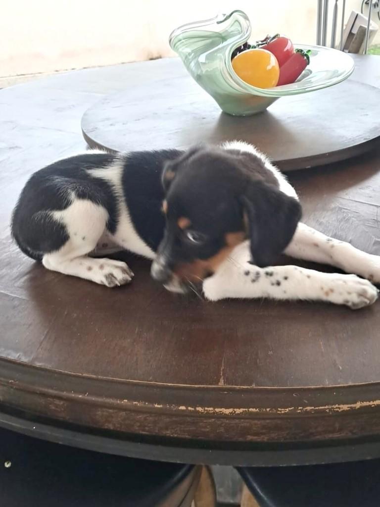 Bela, cadela de porte pequeno para adoção em Vitória - ES — foto 3 de 5