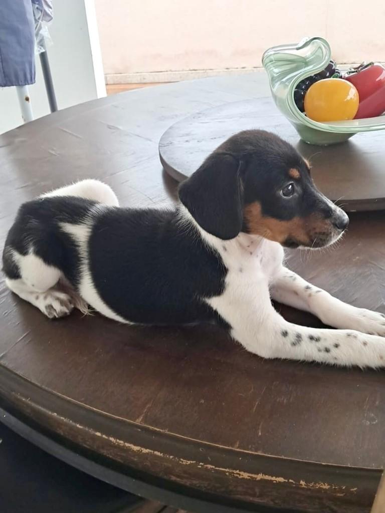 Bela, cadela de porte pequeno para adoção em Vitória - ES — foto 4 de 5