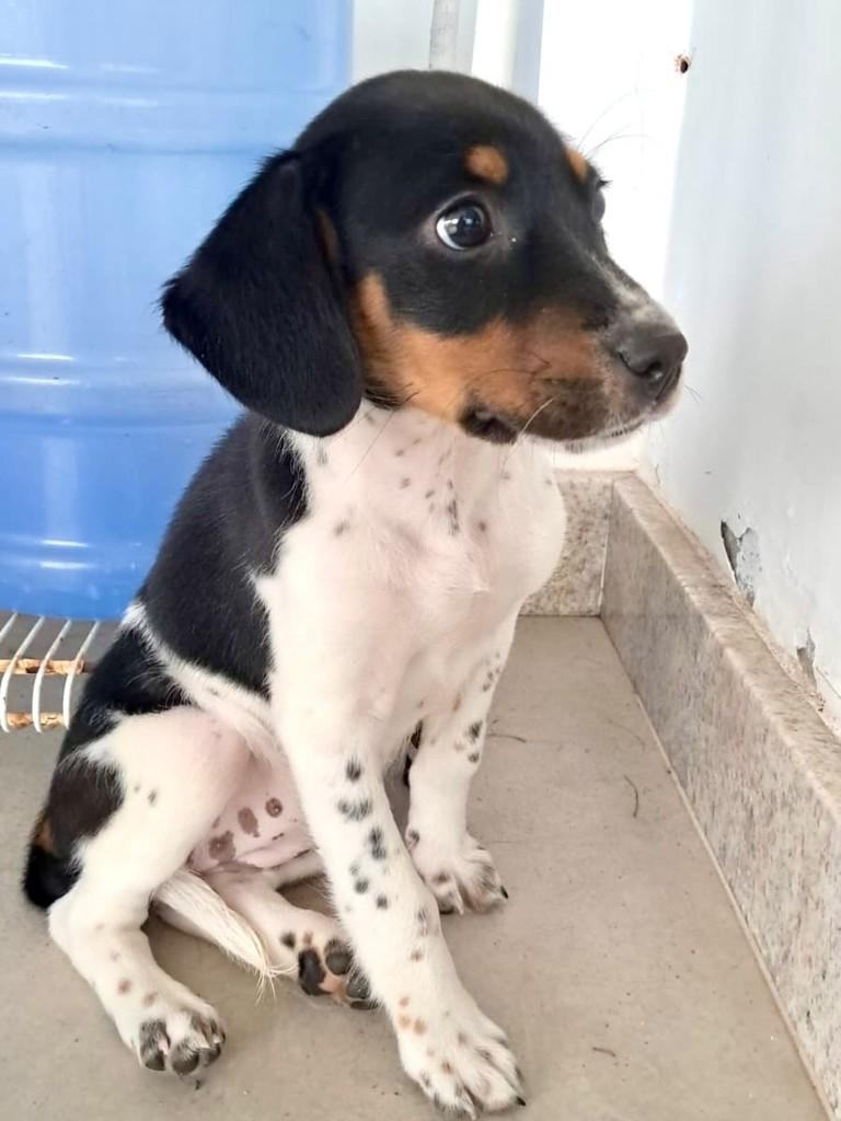 Bela, cadela de porte pequeno para adoção em Vitória - ES — foto 5 de 5