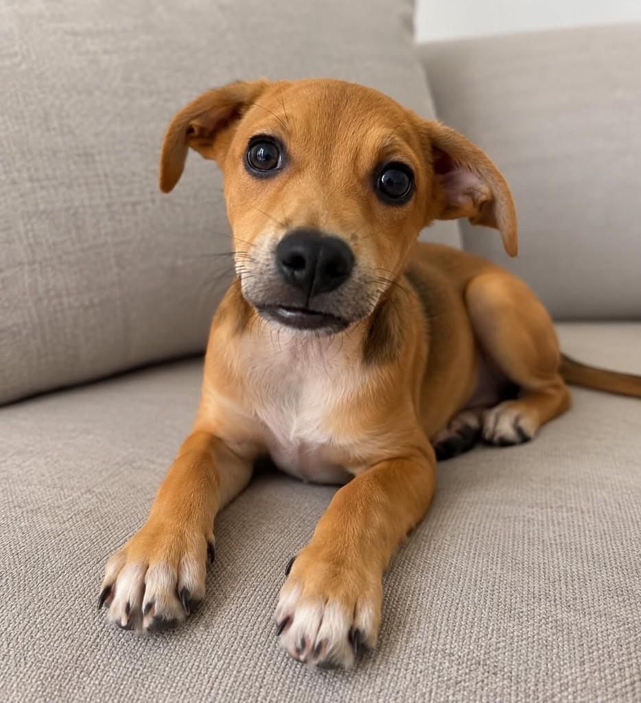 Barto, cachorro de porte médio para adoção em Vitória - ES — foto 2 de 4