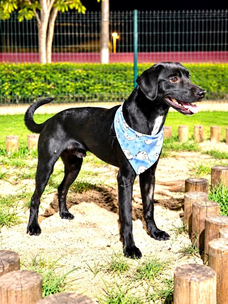 Toby, cachorro de porte médio para adoção em Vitória - ES