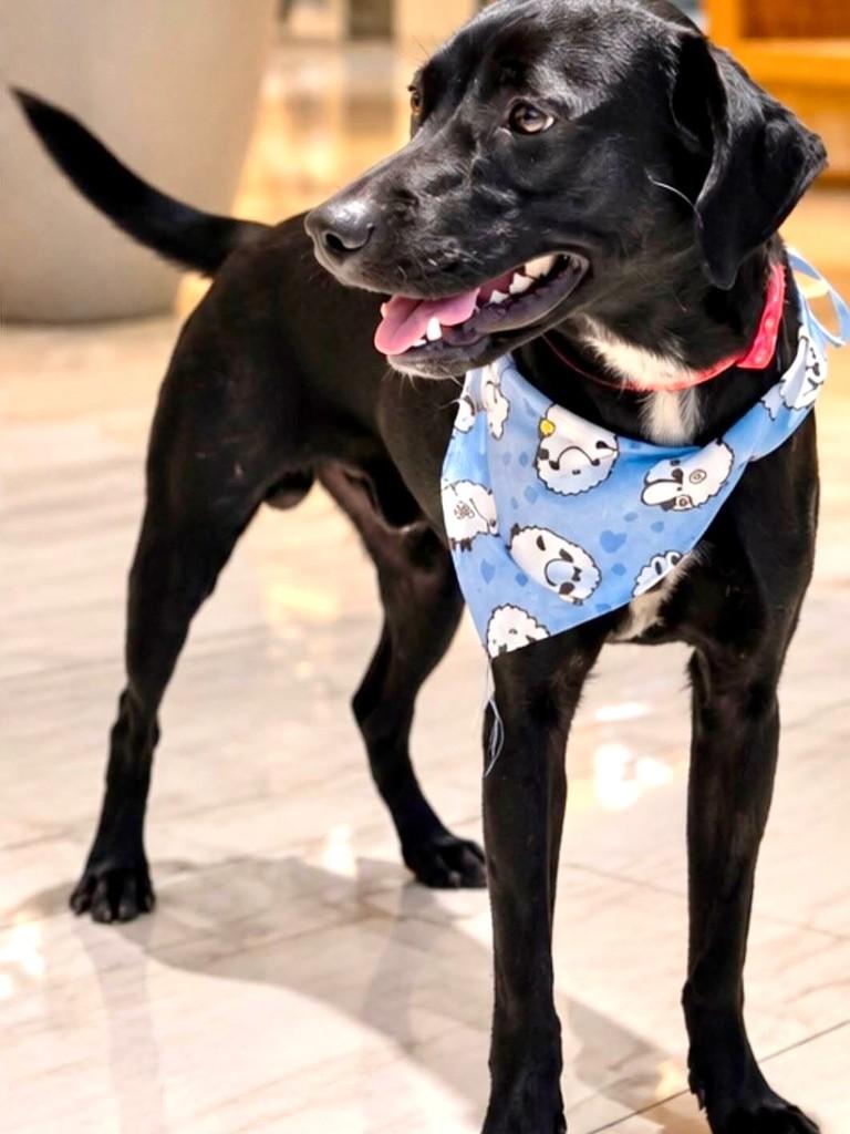 Toby, cachorro de porte médio para adoção em Vitória - ES — foto 2 de 2