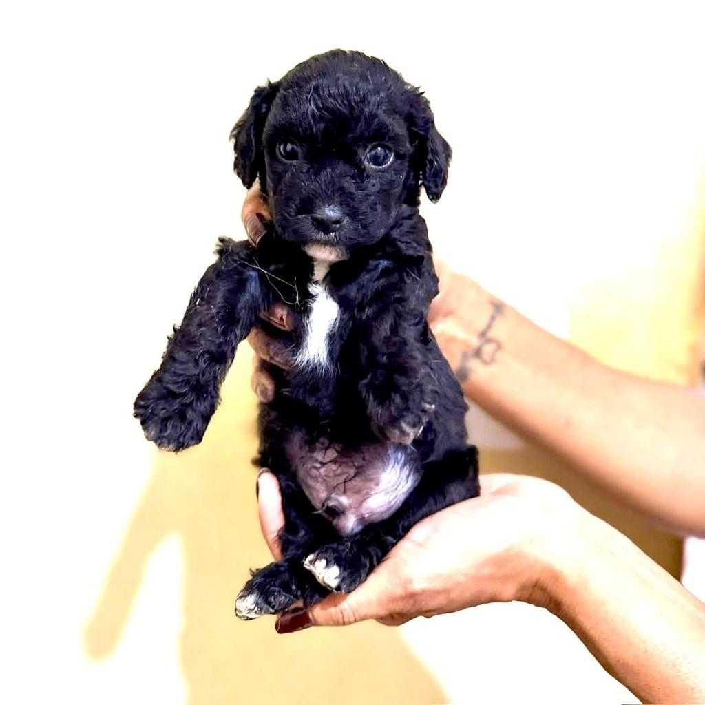 Loui, cachorro de porte pequeno para adoção em Vitória - ES