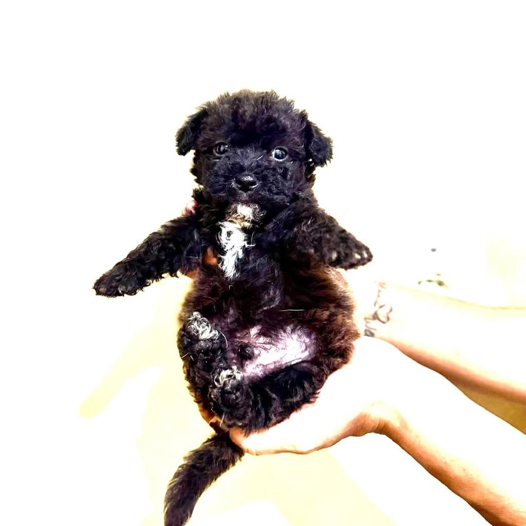Bruttus, cachorro de porte pequeno para adoção em Vitória - ES