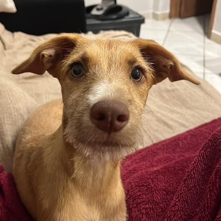 Nala, cadela de porte médio para adoção em Vitória - ES