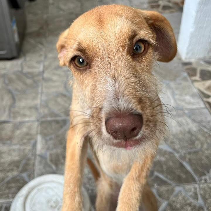 Nala, cadela de porte médio para adoção em Vitória - ES — foto 2 de 4