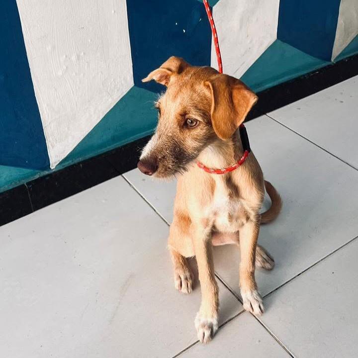 Nala, cadela de porte médio para adoção em Vitória - ES — foto 3 de 4