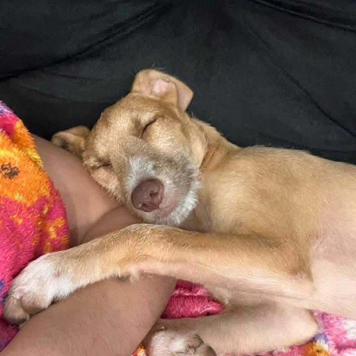 Nala, cadela de porte médio para adoção em Vitória - ES — foto 4 de 4