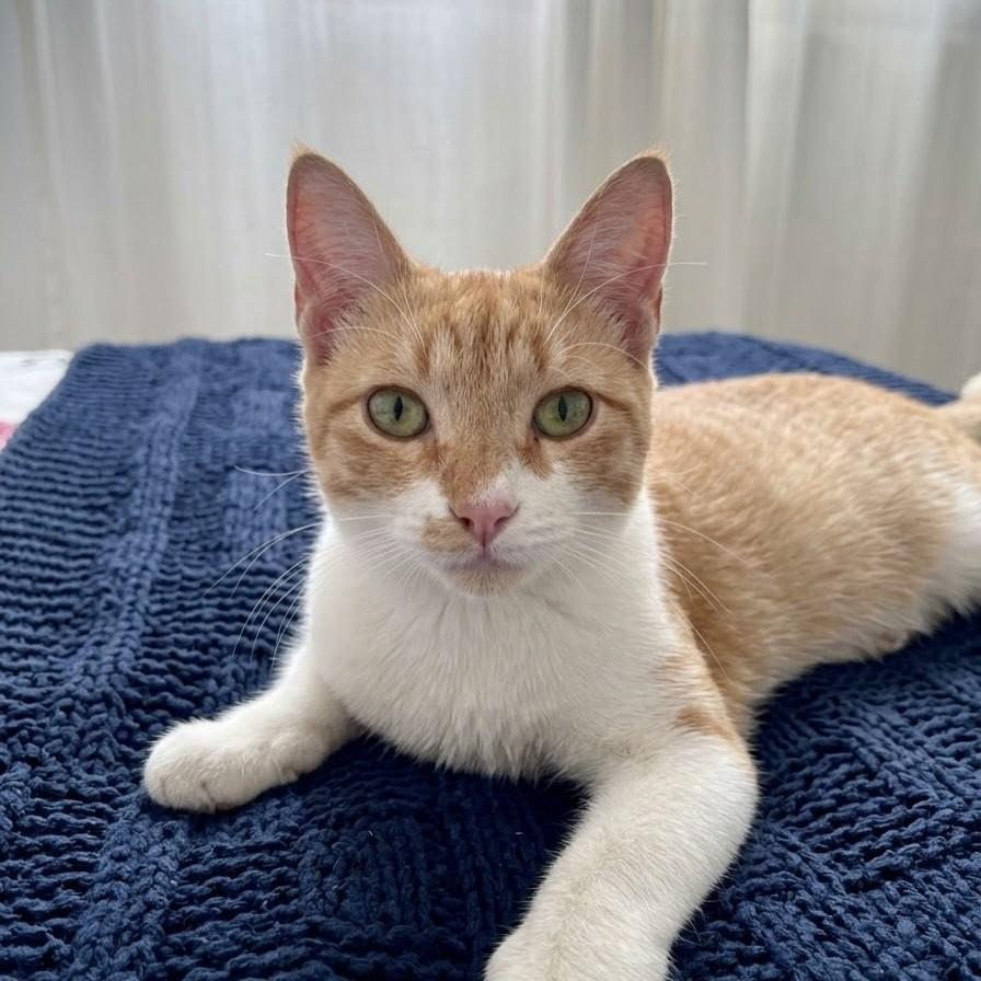 Mia, gato de porte pequeno para adoção em Vitória - ES