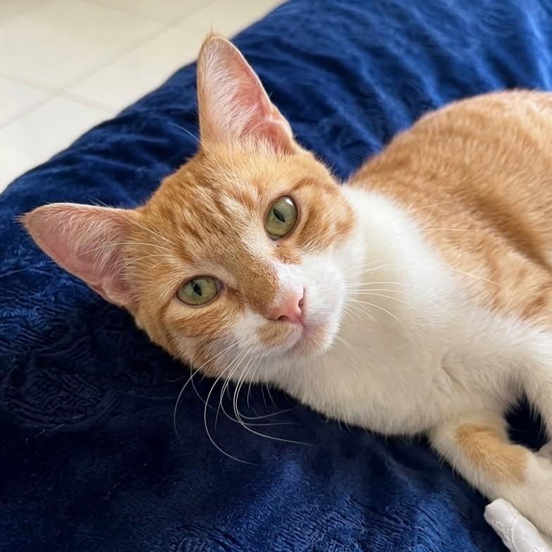 Mia, gato de porte pequeno para adoção em Vitória - ES — foto 2 de 3