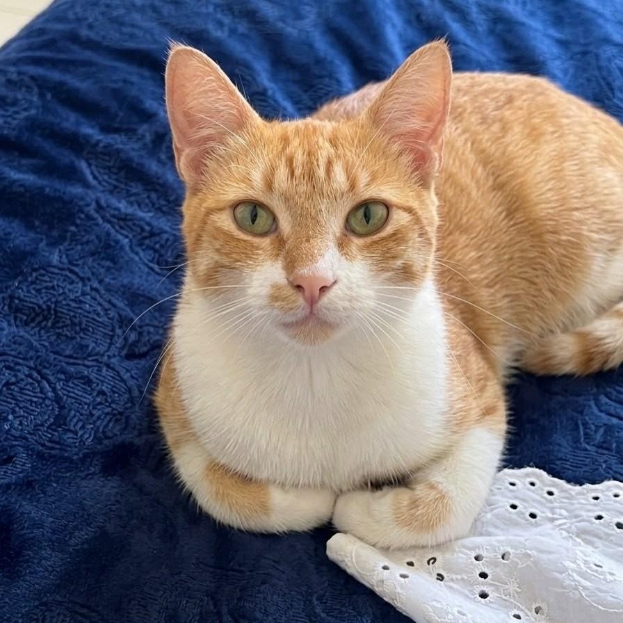 Mia, gato de porte pequeno para adoção em Vitória - ES — foto 3 de 3