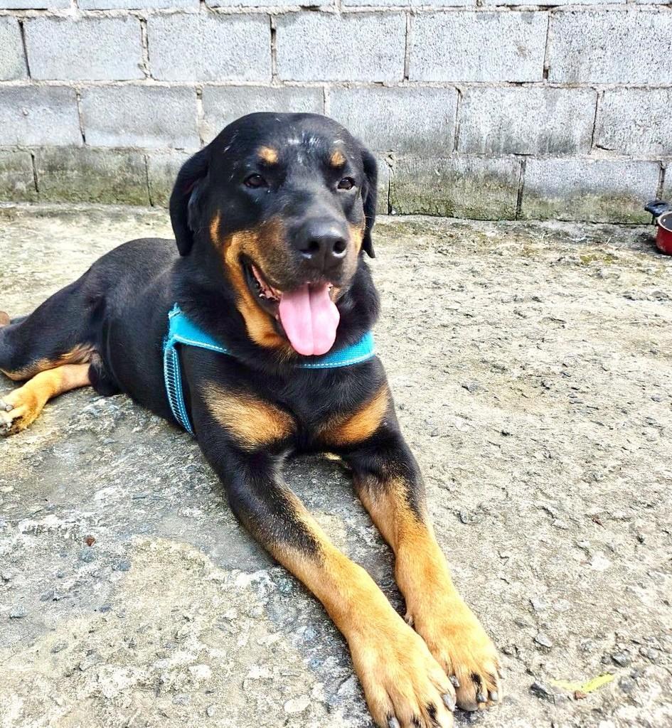 Negão, cachorro de porte grande para adoção em Vitória - ES