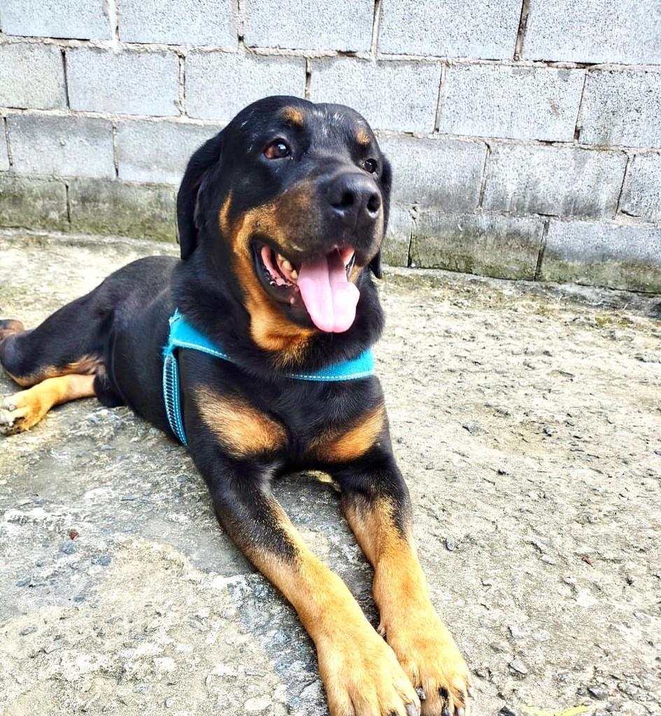 Negão, cachorro de porte grande para adoção em Vitória - ES — foto 2 de 3