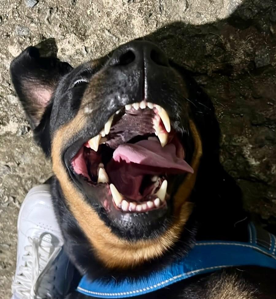 Negão, cachorro de porte grande para adoção em Vitória - ES — foto 3 de 3