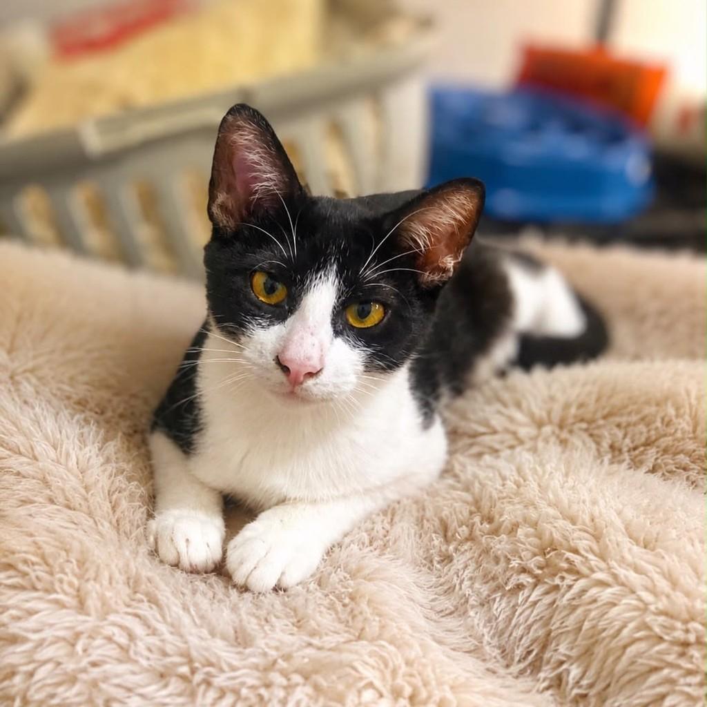 Bento, gato de porte pequeno para adoção em Vitória - ES — foto 2 de 4