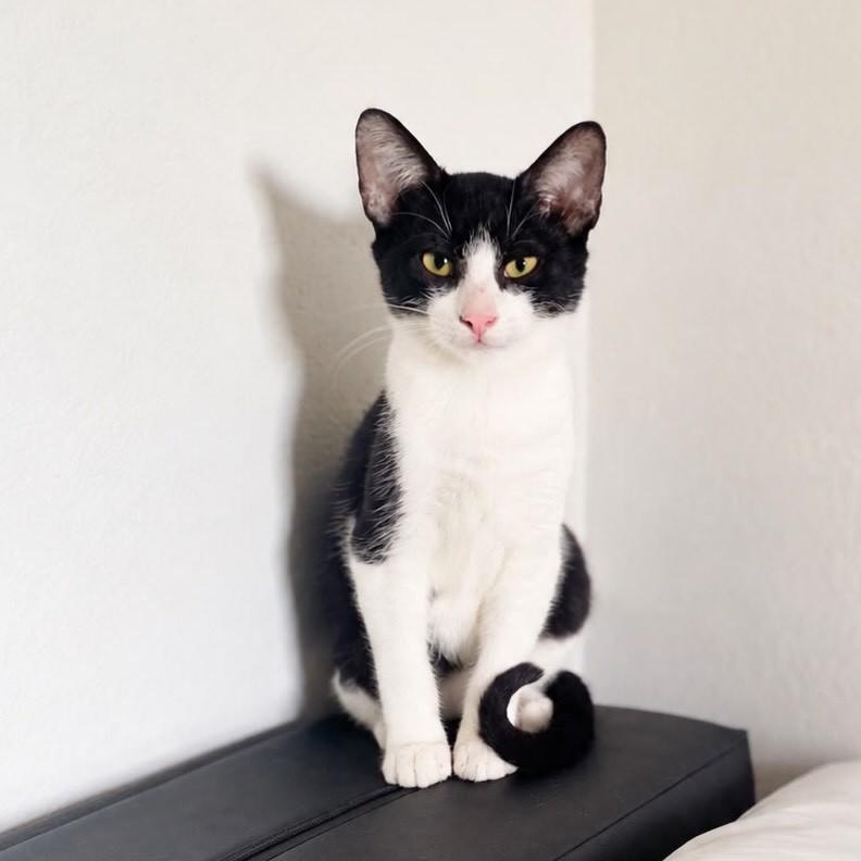 Bento, gato de porte pequeno para adoção em Vitória - ES — foto 3 de 4