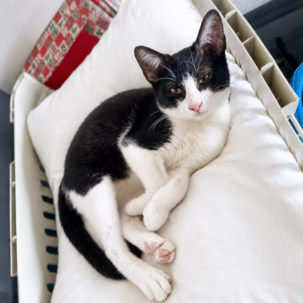 Bento, gato de porte pequeno para adoção em Vitória - ES — foto 4 de 4
