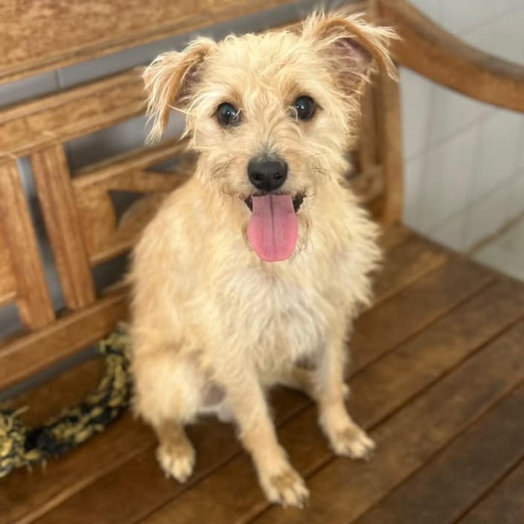 Rene, cachorro de porte pequeno para adoção em Vitória - ES