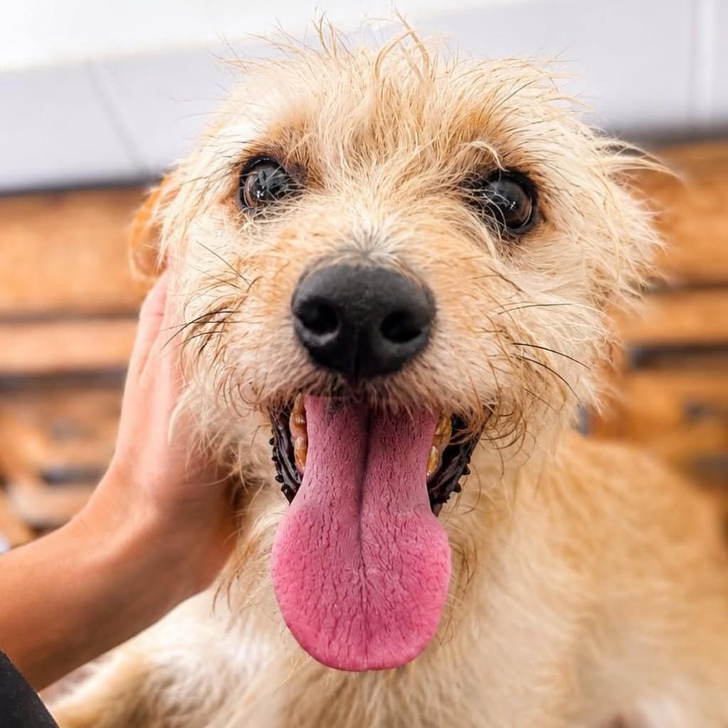 Rene, cachorro de porte pequeno para adoção em Vitória - ES — foto 2 de 9