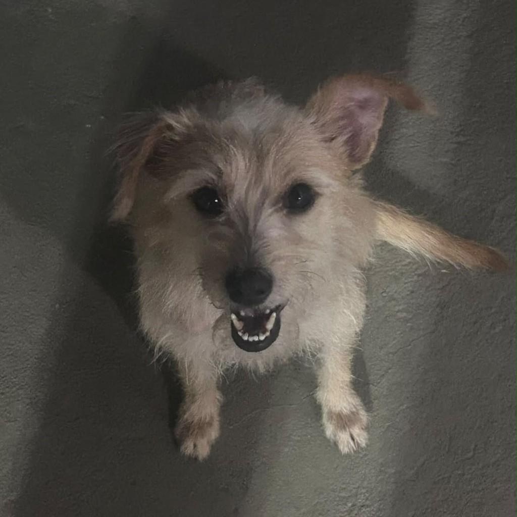 Rene, cachorro de porte pequeno para adoção em Vitória - ES — foto 3 de 9