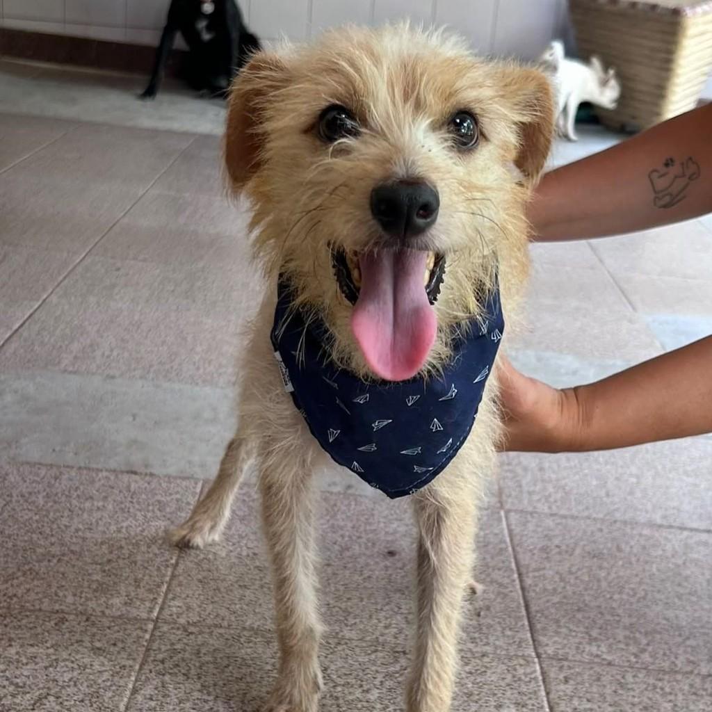 Rene, cachorro de porte pequeno para adoção em Vitória - ES — foto 4 de 9