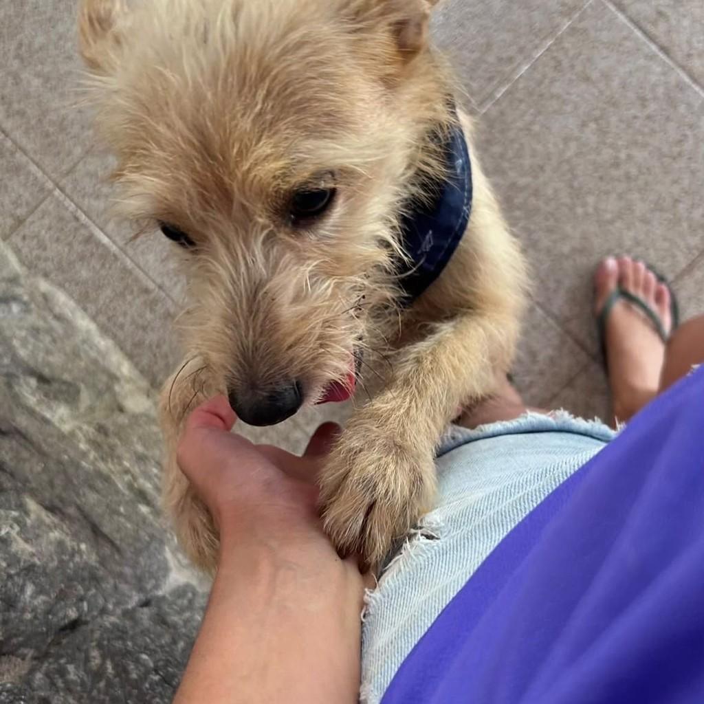 Rene, cachorro de porte pequeno para adoção em Vitória - ES — foto 5 de 9