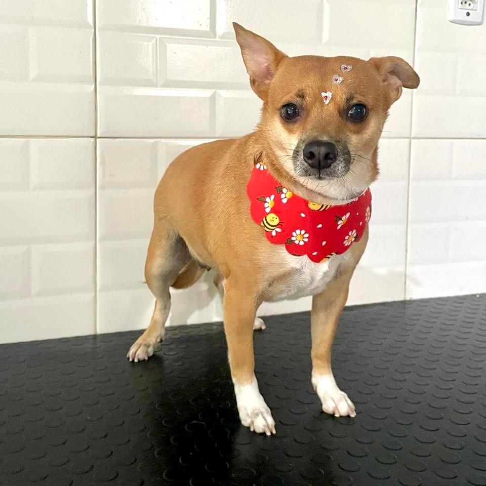 Bibi, cadela de porte pequeno para adoção em Vitória - ES
