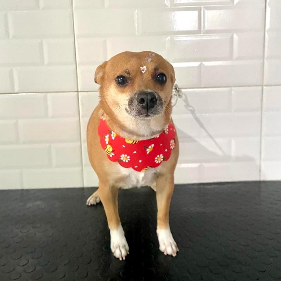 Bibi, cadela de porte pequeno para adoção em Vitória - ES — foto 2 de 4