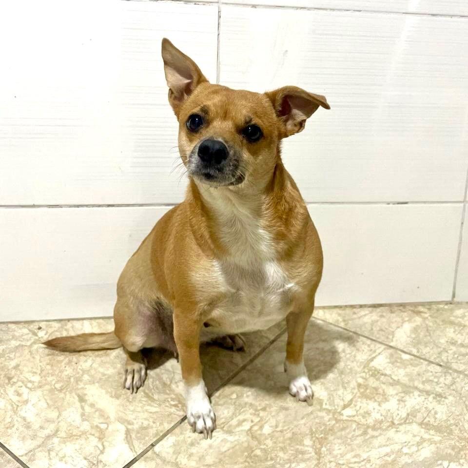 Bibi, cadela de porte pequeno para adoção em Vitória - ES — foto 3 de 4