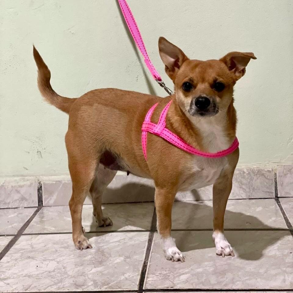Bibi, cadela de porte pequeno para adoção em Vitória - ES — foto 4 de 4