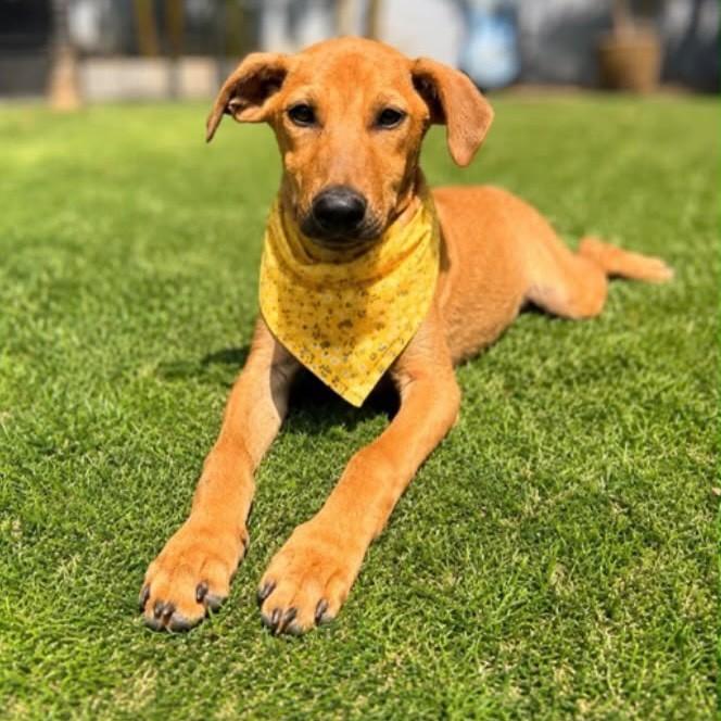 Valentina, cadela de porte médio para adoção em Vitória - ES — foto 3 de 4