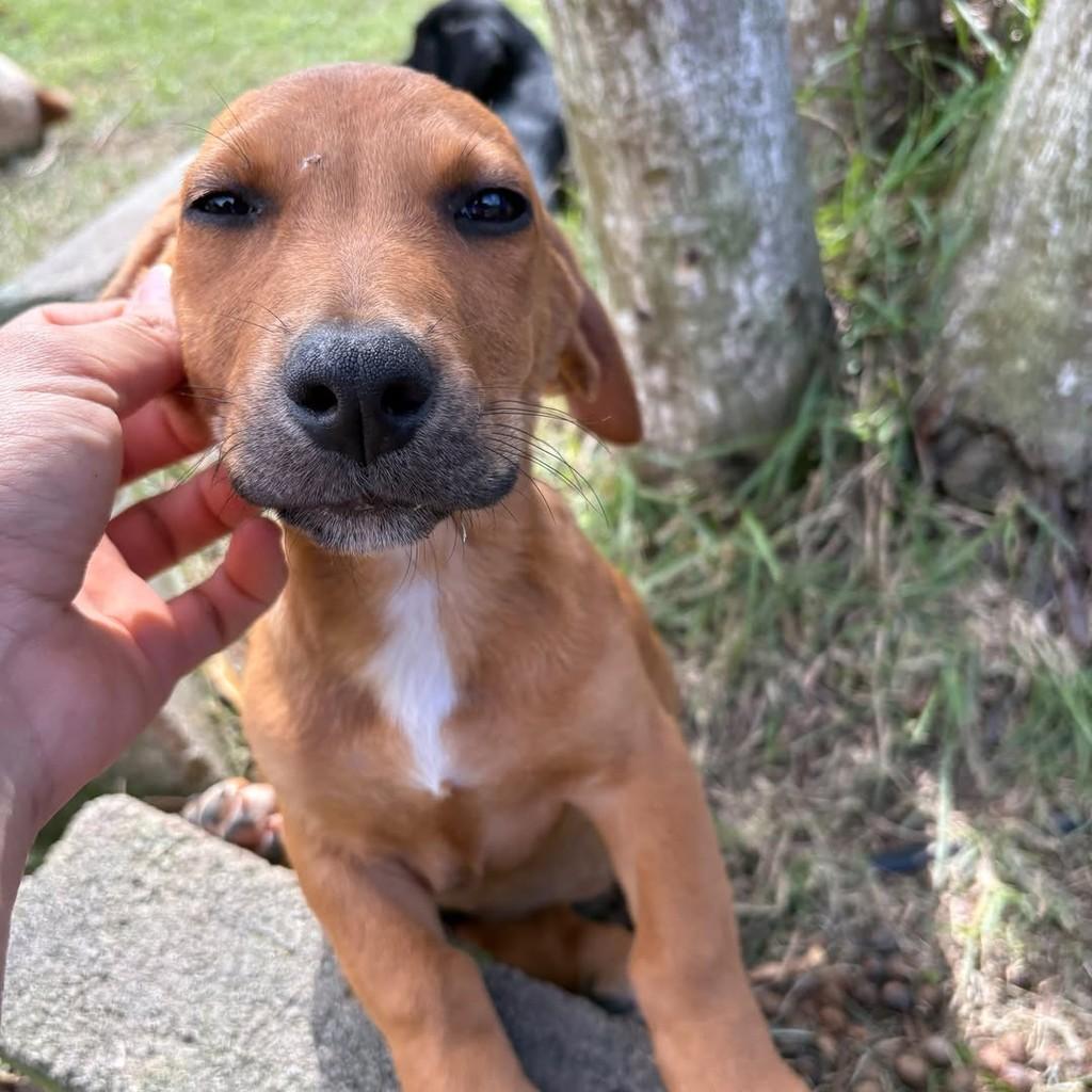 Mia, cadela de porte pequeno para adoção em Vitória - ES
