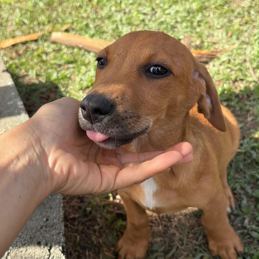 Mia, cadela de porte pequeno para adoção em Vitória - ES — foto 2 de 2