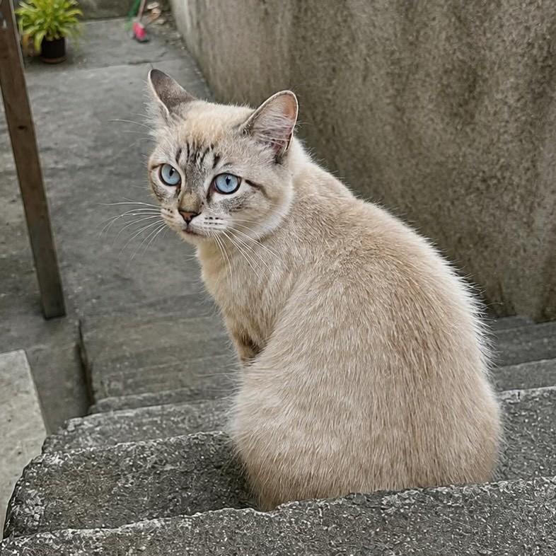 Lola, gata de porte médio para adoção em Vitória - ES