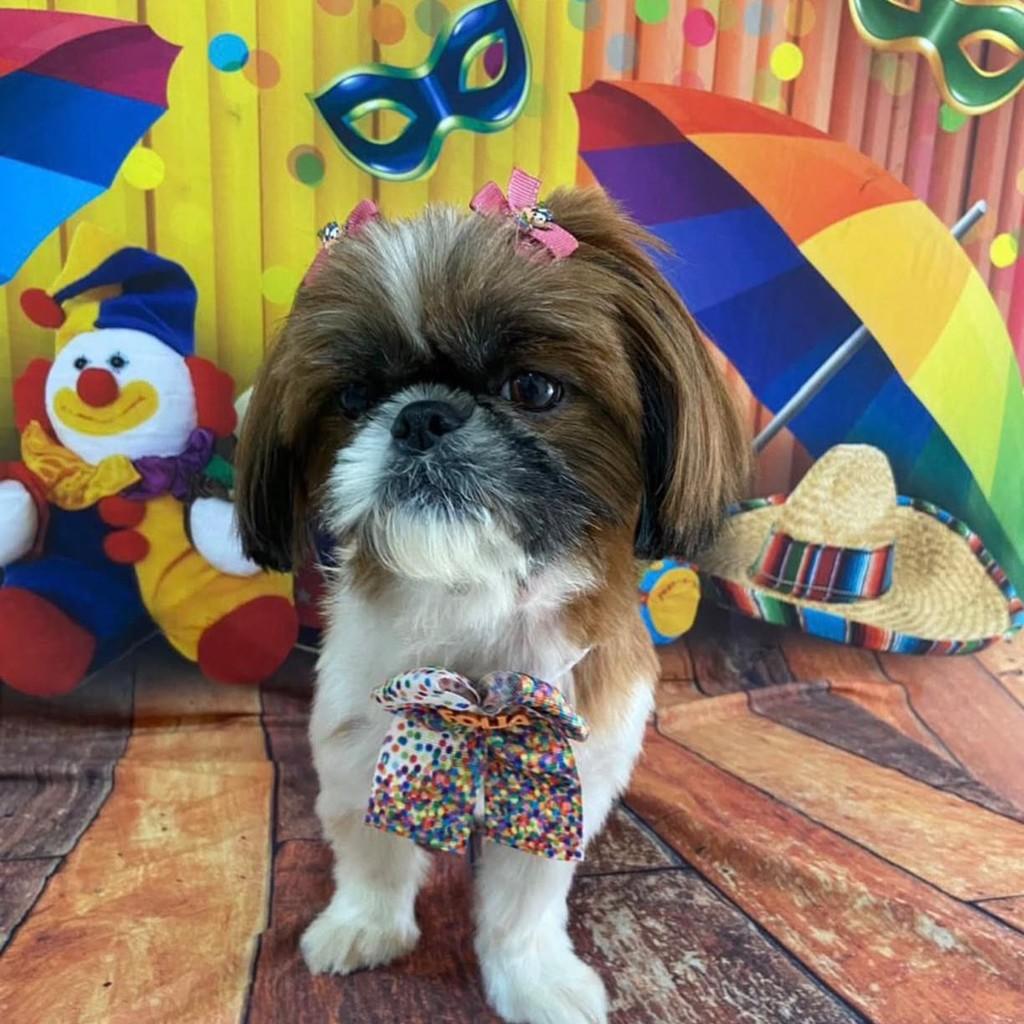 Lisa, cadela de porte pequeno para adoção em Vitória - ES
