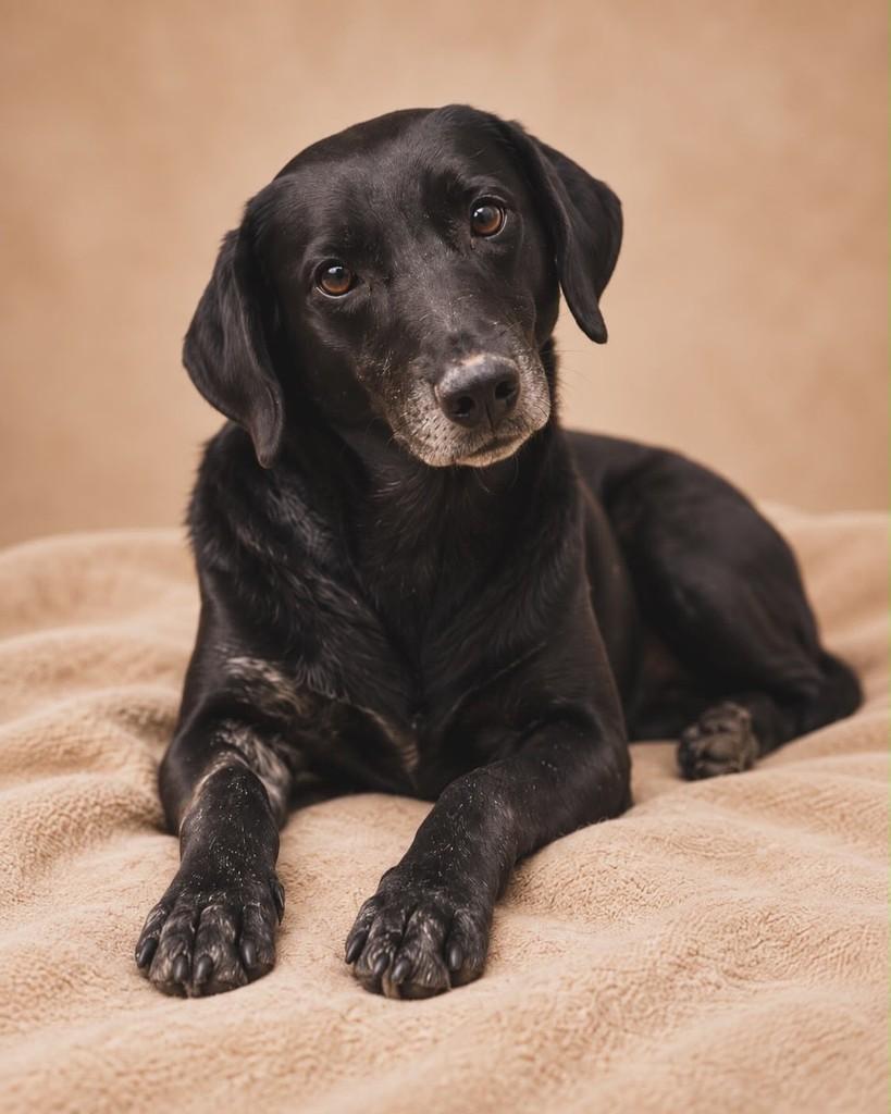 Hamer, cachorro de porte médio para adoção em Vitória - ES — foto 2 de 3